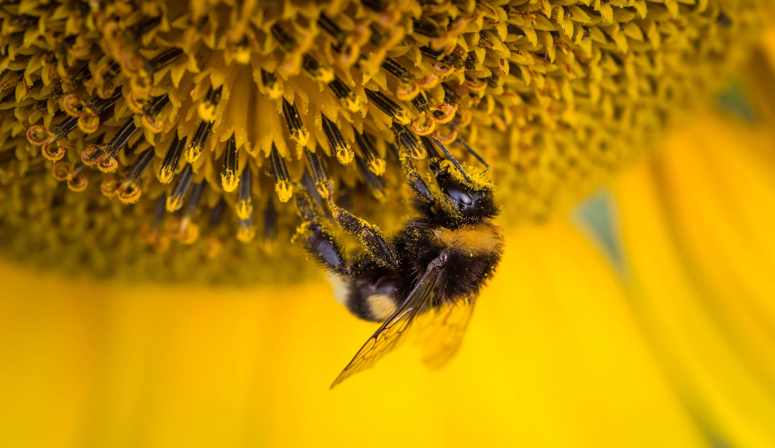abeille sur tournesol